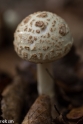 paddenstoelen (6 van 31)