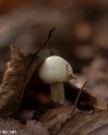 paddenstoelen (7 van 31)