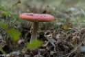 paddenstoelen (8 van 31)