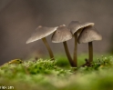 paddenstoelen (9 van 31)