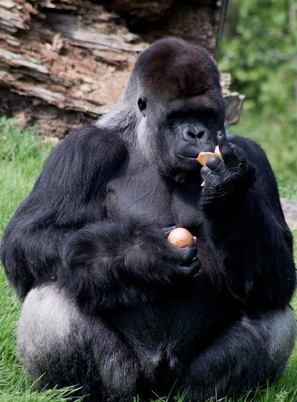 hans5.jpg - Hans Dieren
