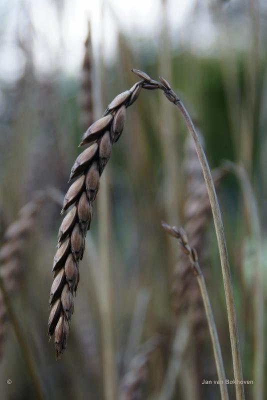 jan5.JPG - Jan natuur landschap
