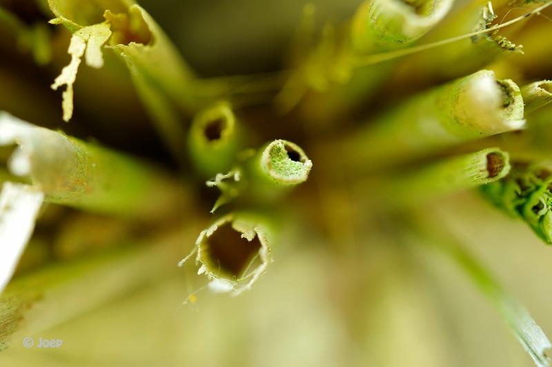 joep1.jpg - Joep extreme macro