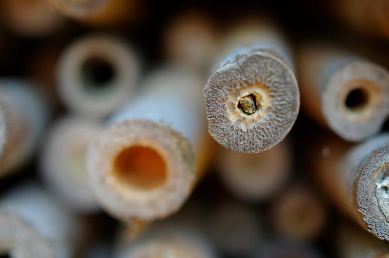 joep4.jpg - Joep extreme macro