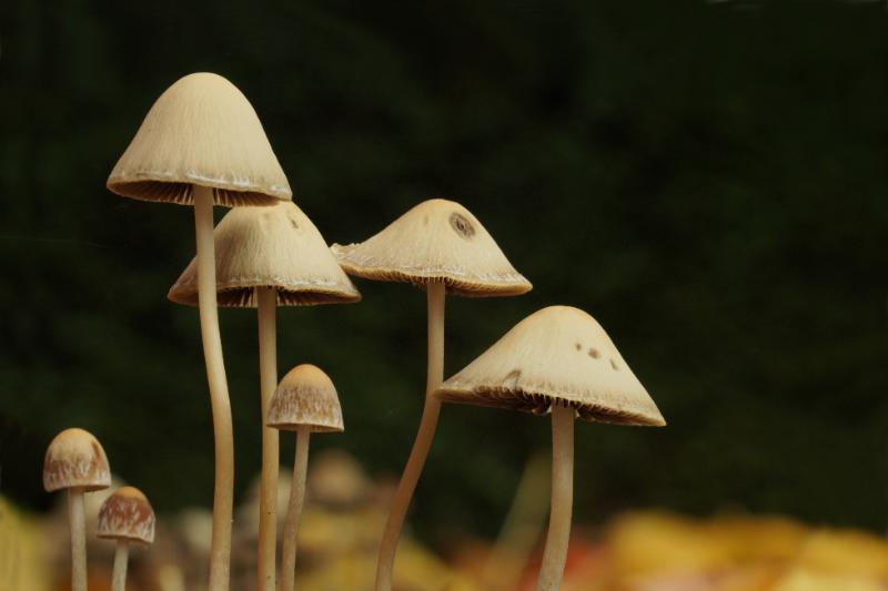 louis1.jpg - Louis natuur macro