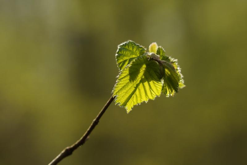 louis3.JPG - Louis natuur macro