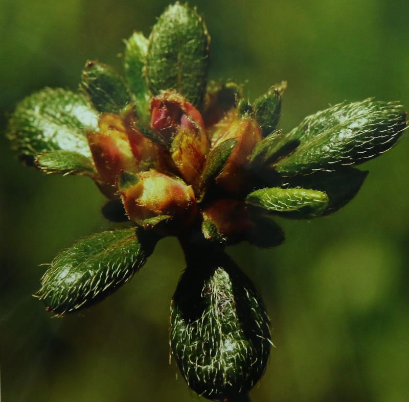 alje1.JPG - Alje Bloemen