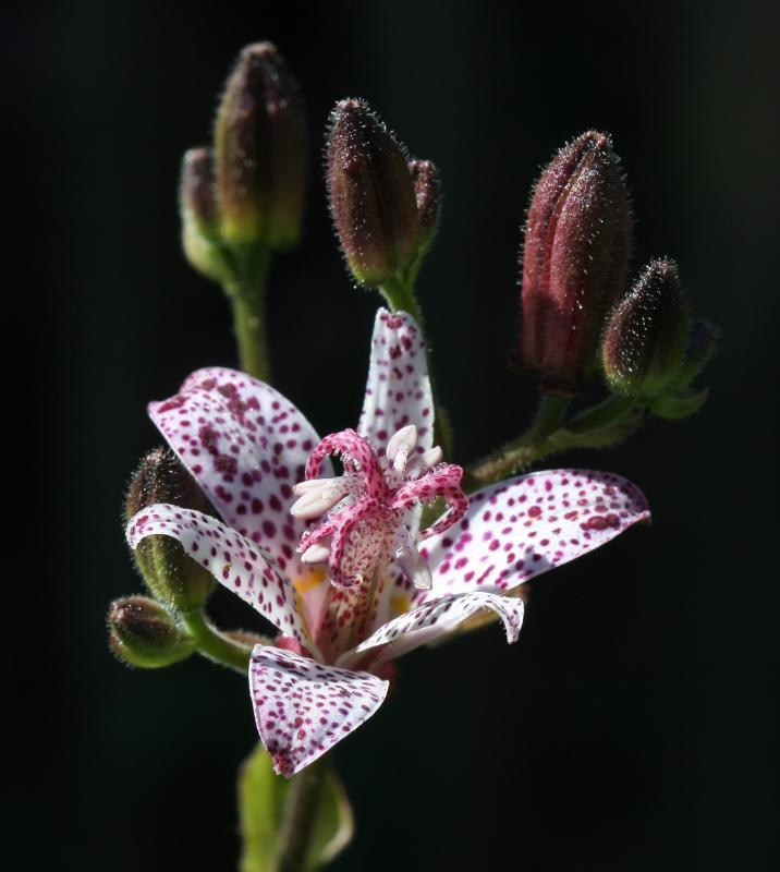 alje2.JPG - Alje Bloemen