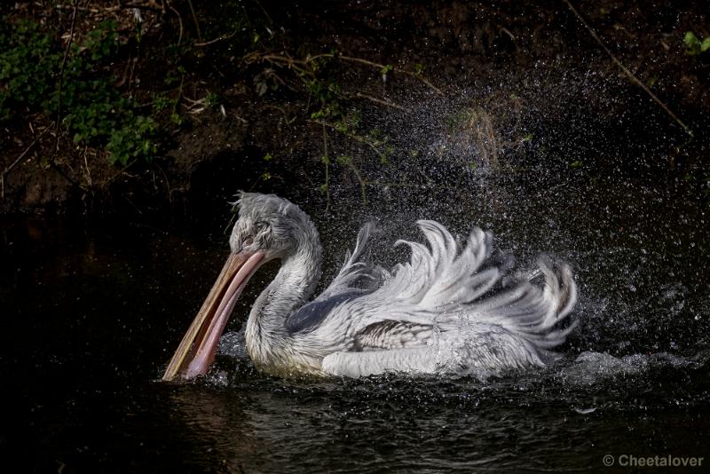 lizet3.JPG - Lizet Dierentuinfotografie