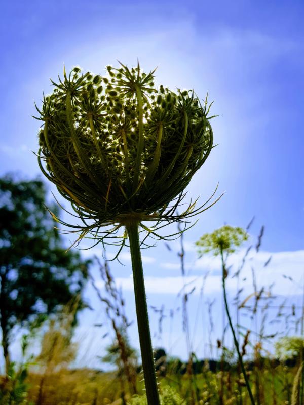 truus2.jpg - Truus Natuur