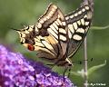 vlinder18