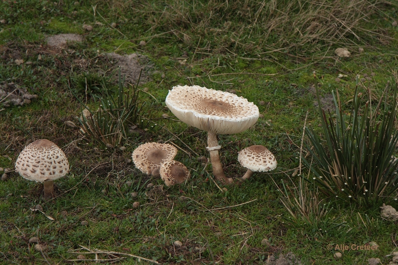 paddenstoelen 36.JPG - Paddestoelen 2012