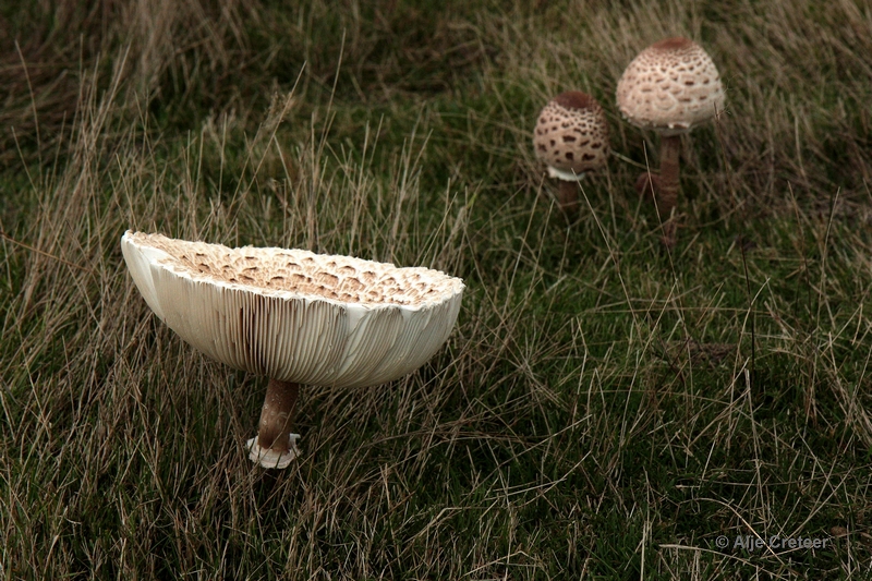 paddenstoelen 37.JPG - Paddestoelen 2012