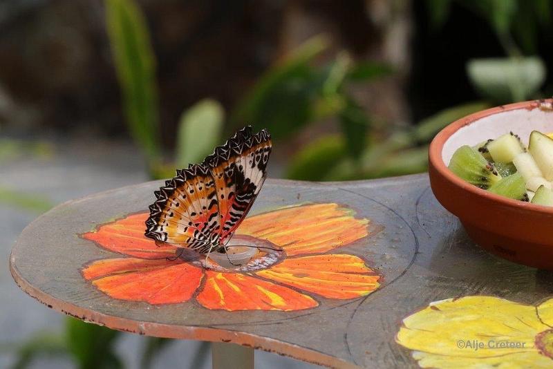 Klein Costa Rica  03.jpg - Costa rica vlindertuin 2015