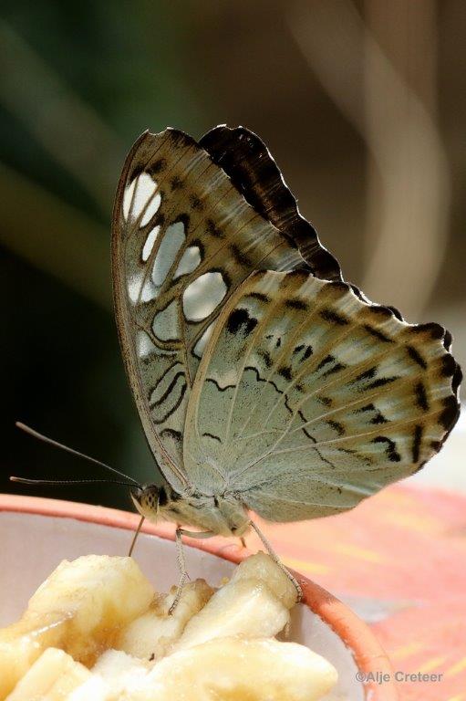Klein Costa Rica  04.jpg - Costa rica vlindertuin 2015