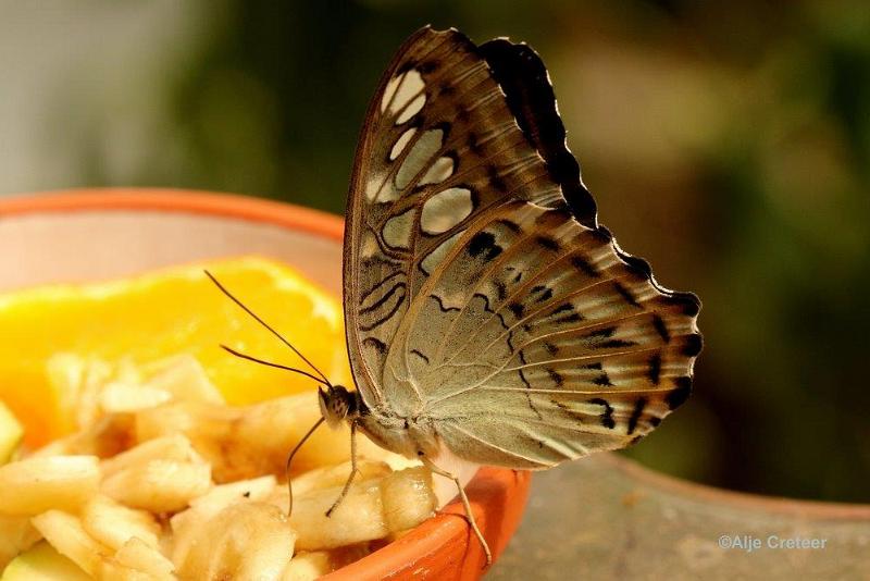 Klein Costa Rica  05.jpg - Costa rica vlindertuin 2015