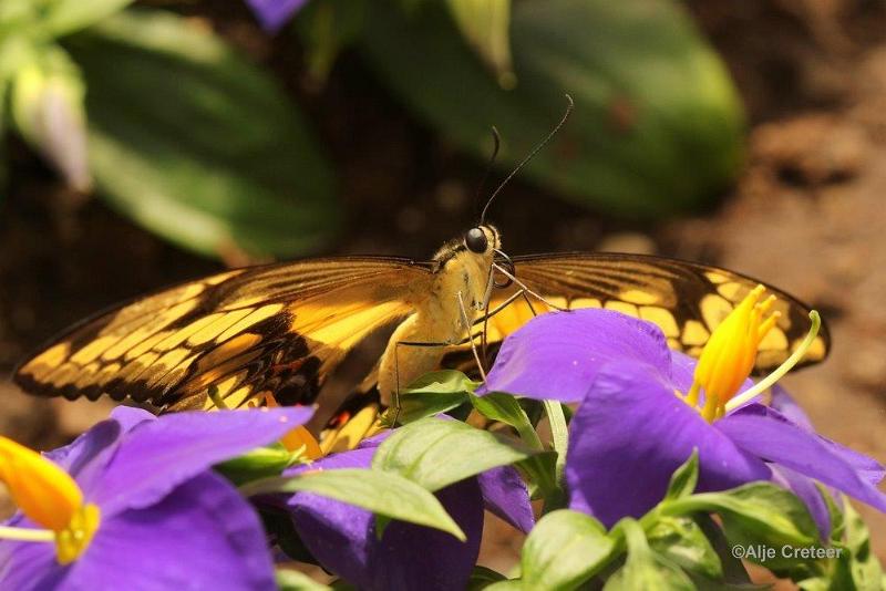 Klein Costa Rica  06.jpg - Costa rica vlindertuin 2015