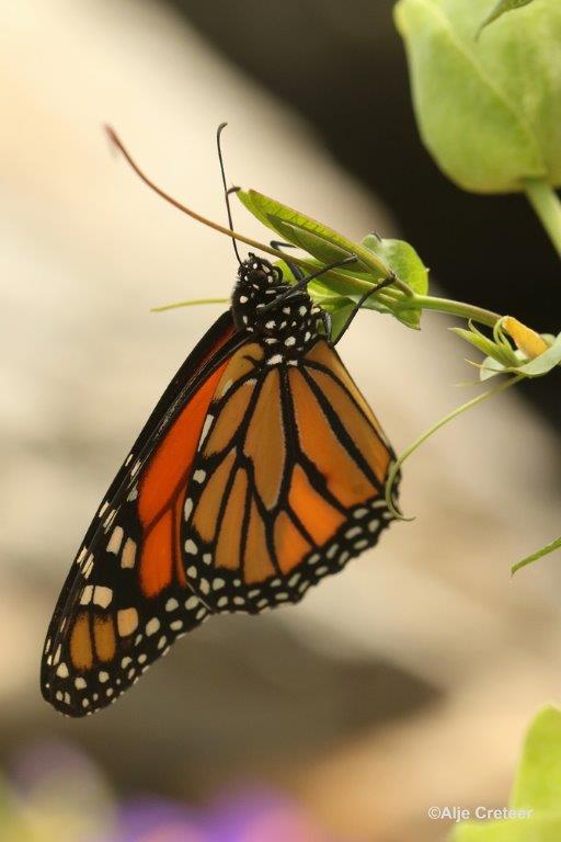 Klein Costa Rica  09.jpg - Costa rica vlindertuin 2015