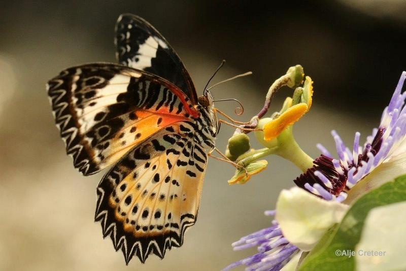 Klein Costa Rica  11.jpg - Costa rica vlindertuin 2015