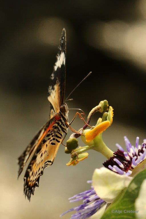 Klein Costa Rica  12.jpg - Costa rica vlindertuin 2015