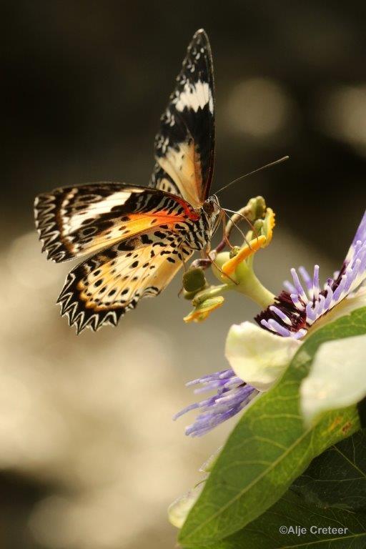 Klein Costa Rica  13.jpg - Costa rica vlindertuin 2015