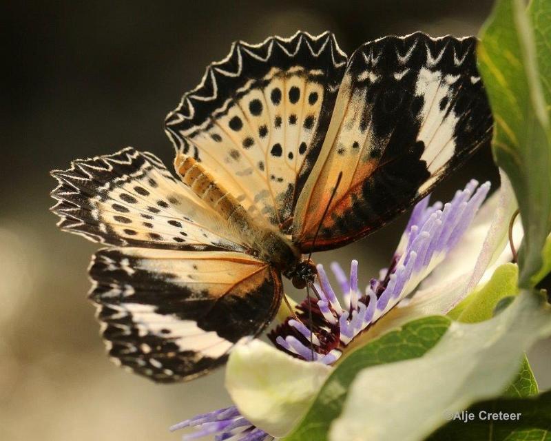 Klein Costa Rica  14.jpg - Costa rica vlindertuin 2015