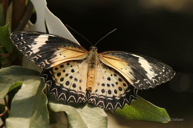 Klein Costa Rica  16.jpg - Costa rica vlindertuin 2015