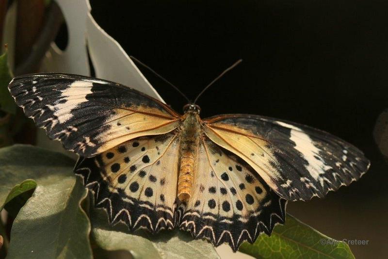 Klein Costa Rica  17.jpg - Costa rica vlindertuin 2015