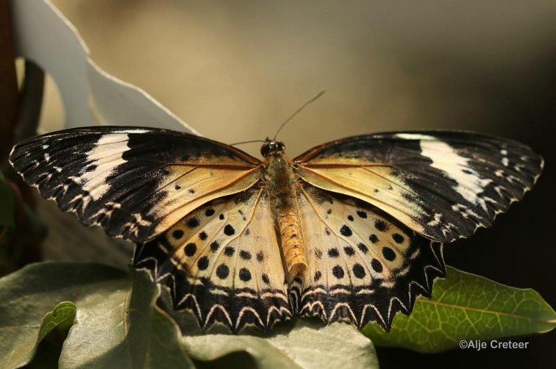 Klein Costa Rica  18.jpg - Costa rica vlindertuin 2015