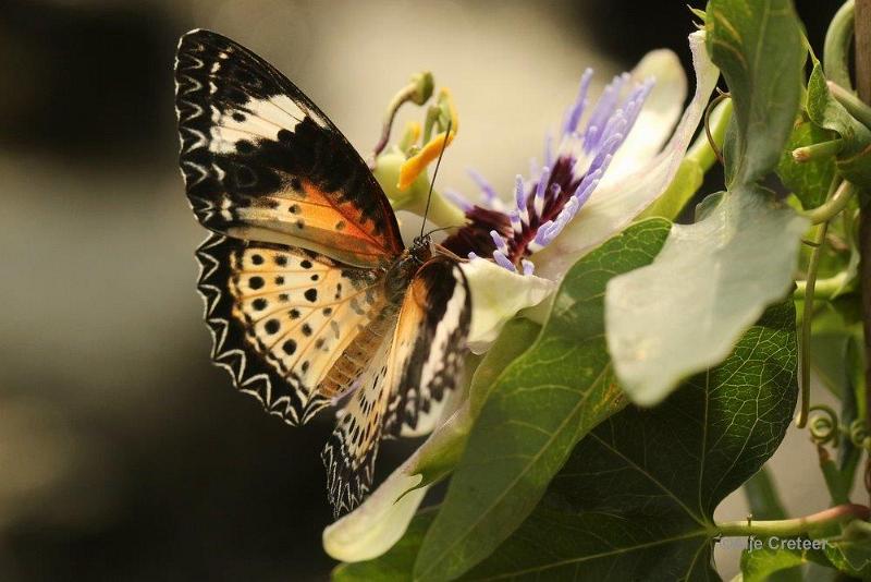 Klein Costa Rica  19.jpg - Costa rica vlindertuin 2015