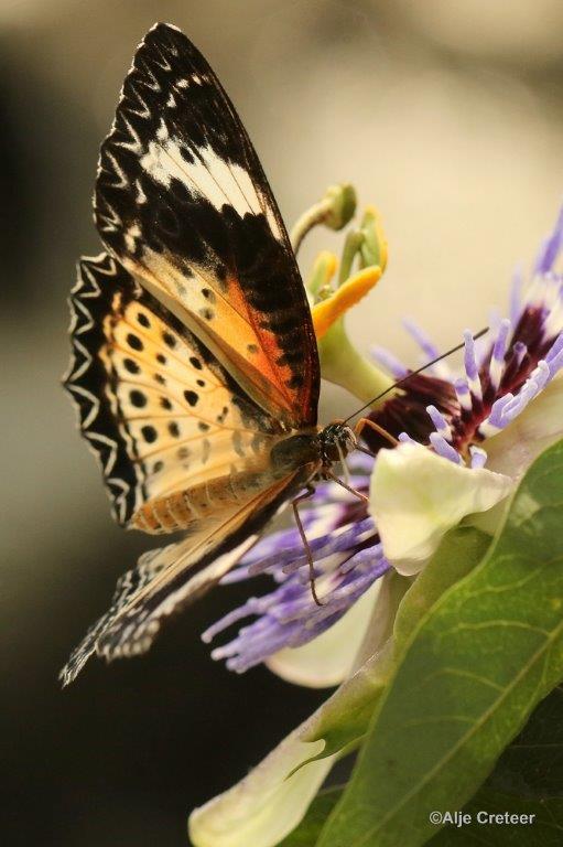 Klein Costa Rica  20.jpg - Costa rica vlindertuin 2015