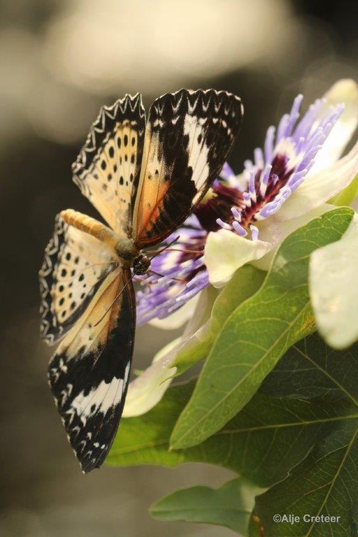 Klein Costa Rica  21.jpg - Costa rica vlindertuin 2015