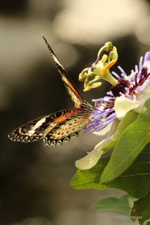 Klein Costa Rica  22.jpg - Costa rica vlindertuin 2015