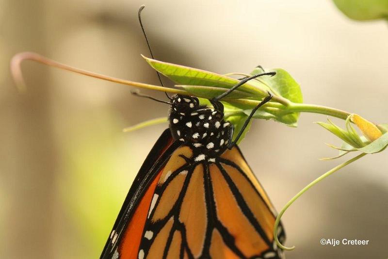 Klein Costa Rica  23.jpg - Costa rica vlindertuin 2015