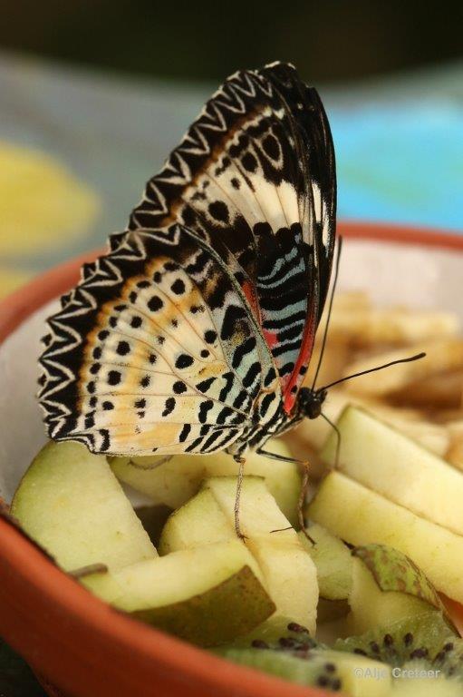 Klein Costa Rica  24.jpg - Costa rica vlindertuin 2015