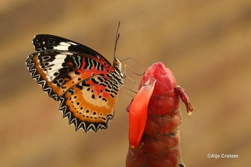 Klein Costa Rica  25.jpg - Costa rica vlindertuin 2015