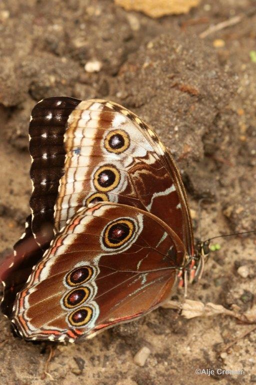 Klein Costa Rica  28.jpg - Costa rica vlindertuin 2015