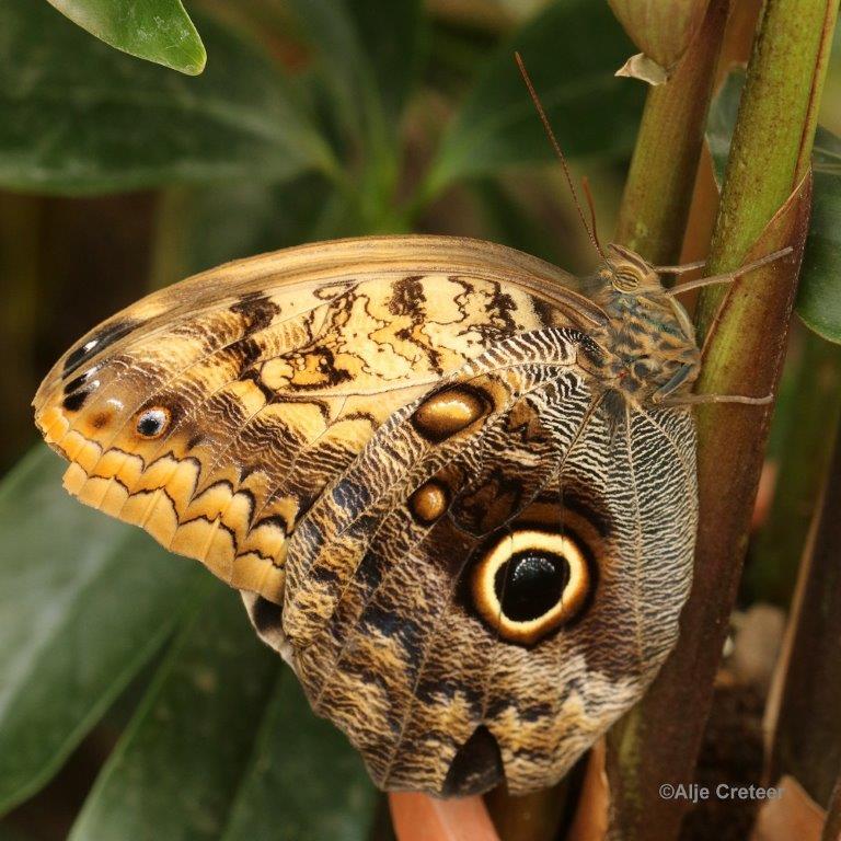 Klein Costa Rica  30.jpg - Costa rica vlindertuin 2015