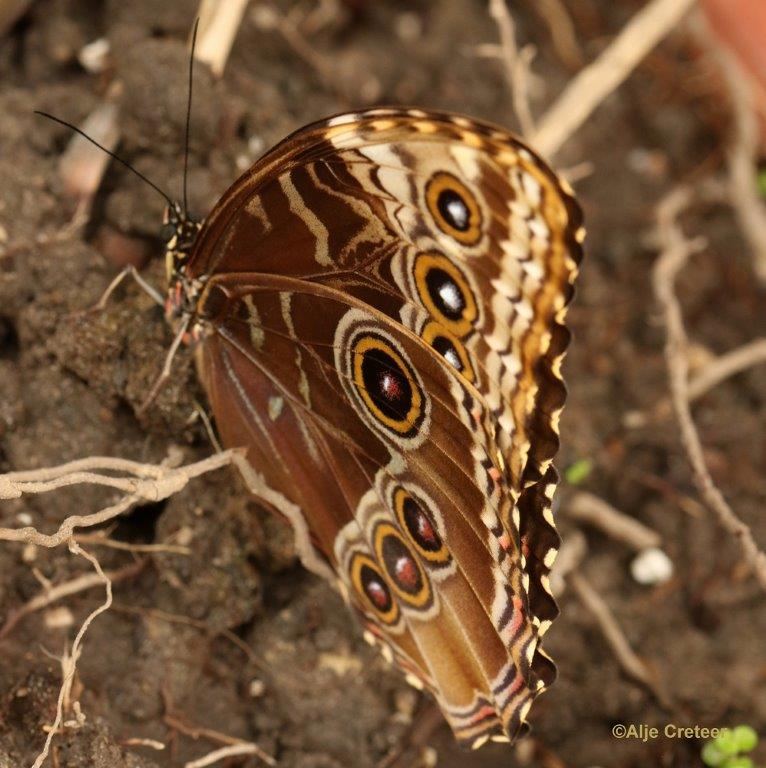 Klein Costa Rica  31.jpg - Costa rica vlindertuin 2015