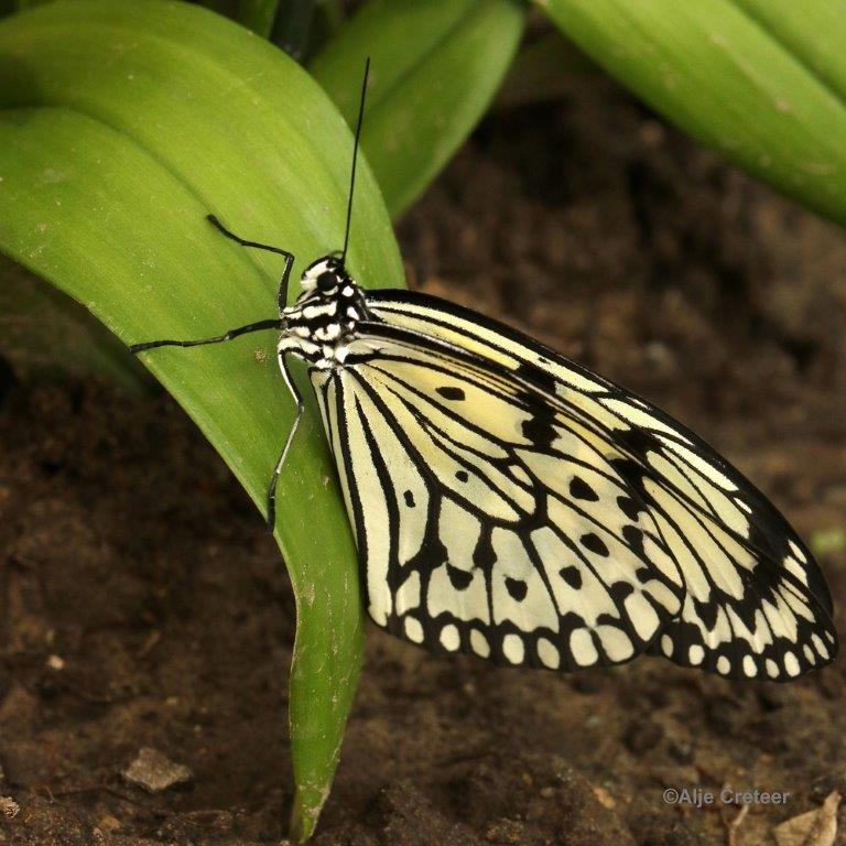 Klein Costa Rica  32.jpg - Costa rica vlindertuin 2015