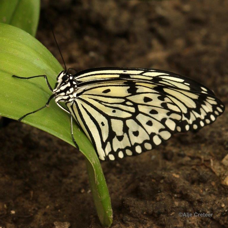 Klein Costa Rica  33.jpg - Costa rica vlindertuin 2015