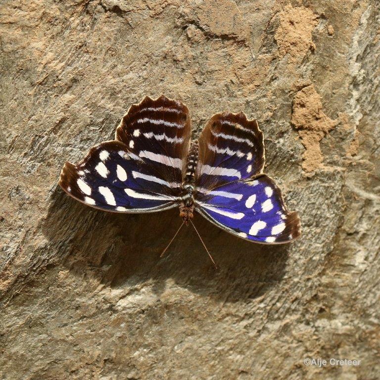 Klein Costa Rica  34.jpg - Costa rica vlindertuin 2015