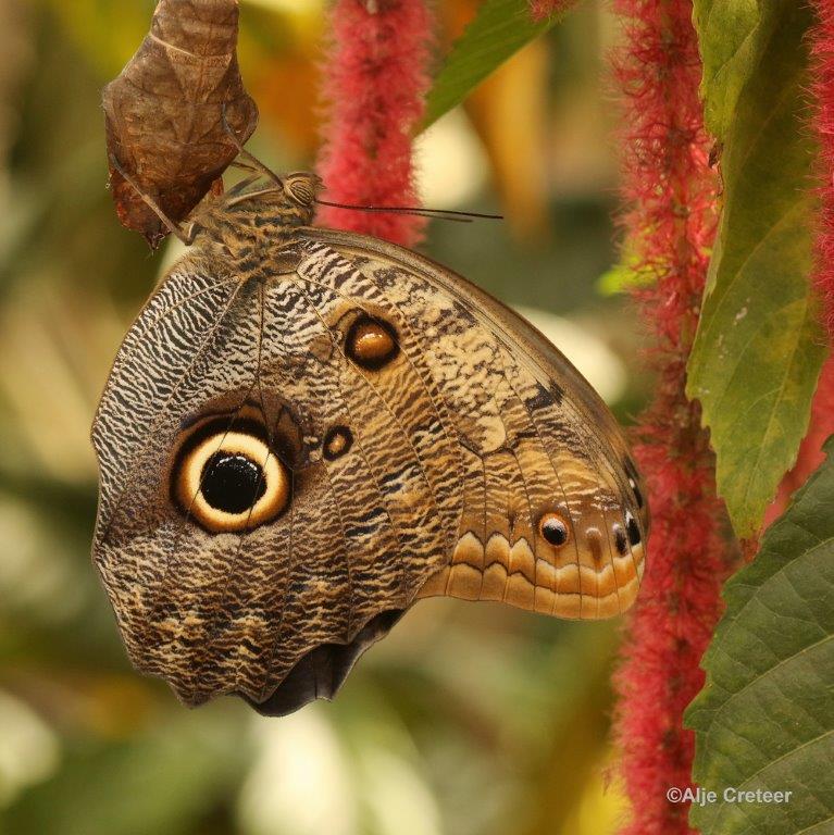 Klein Costa Rica  35.jpg - Costa rica vlindertuin 2015
