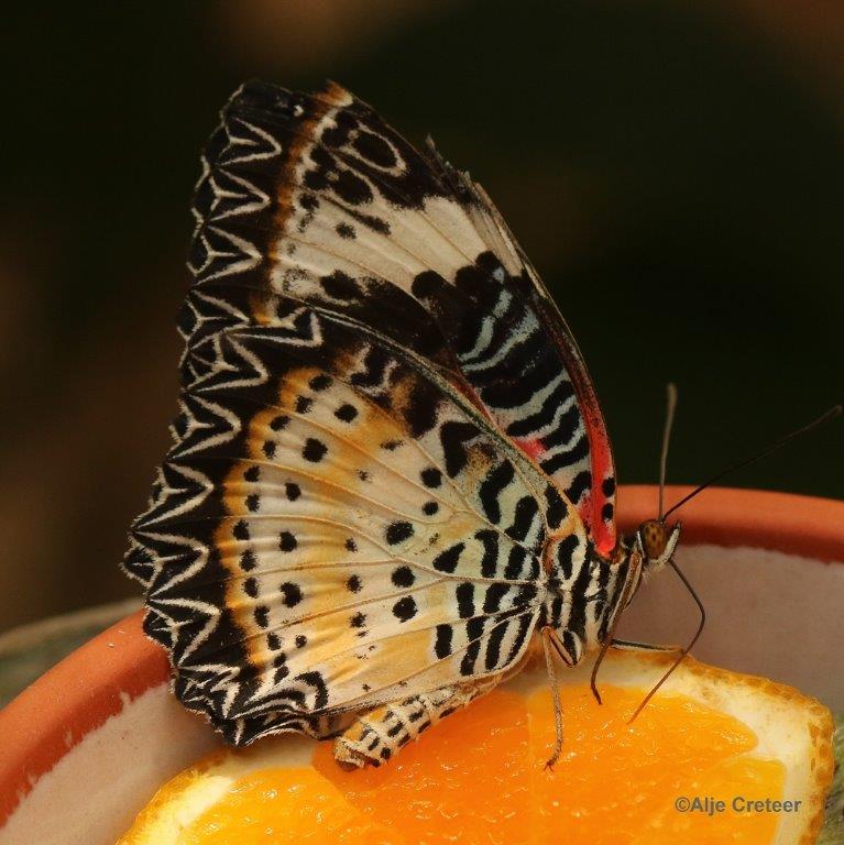 Klein Costa Rica  36.jpg - Costa rica vlindertuin 2015