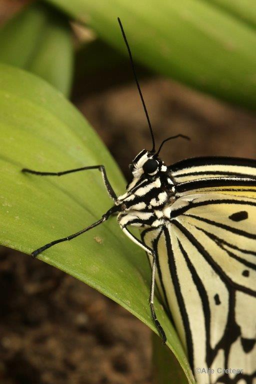 Klein Costa Rica  37.jpg - Costa rica vlindertuin 2015