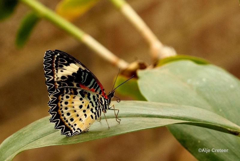 Klein Costa Rica  38.jpg - Costa rica vlindertuin 2015
