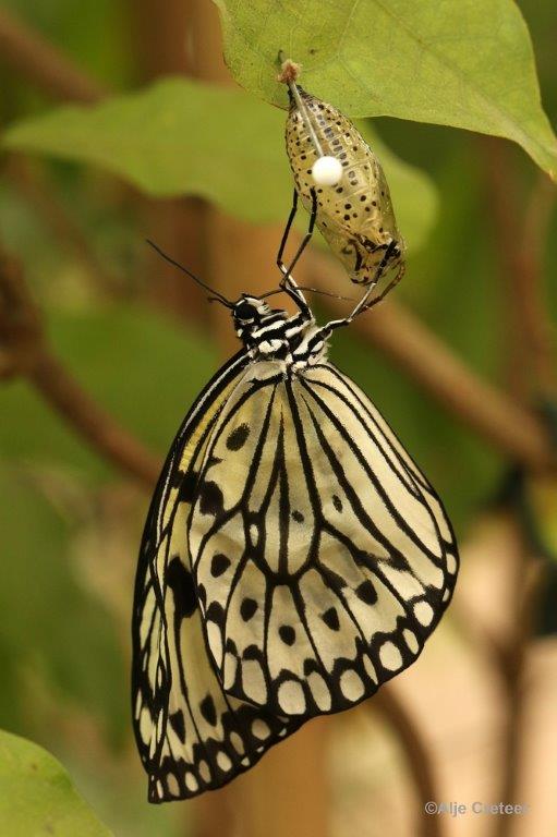 Klein Costa Rica  39.jpg - Costa rica vlindertuin 2015
