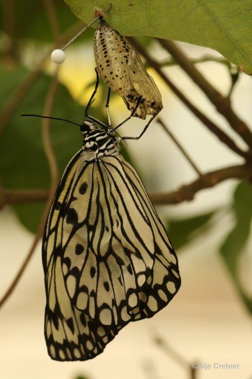 Klein Costa Rica  40.jpg - Costa rica vlindertuin 2015
