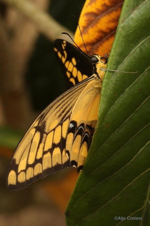 Klein Costa Rica  41.jpg - Costa rica vlindertuin 2015