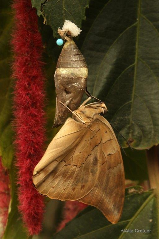 Klein Costa Rica  42.jpg - Costa rica vlindertuin 2015